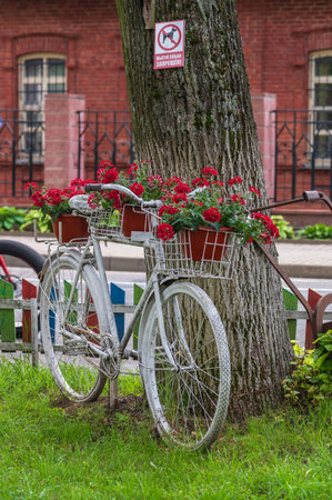 An old white bicycle decorated with flowers.の写真素材
