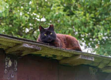 Black cat sleeping on the roof.の写真素材