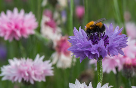Bumblebee (Bombus hypnorum), sitting on a flower and drinking nectar.の写真素材