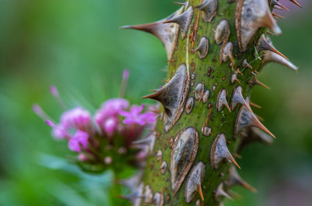 Close up view of thorns on the stem of rose.の写真素材