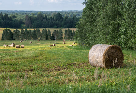Agricultural landscape of hay bales in a field.