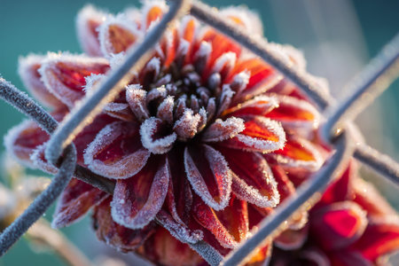 Frozen red dahlia flower head.
