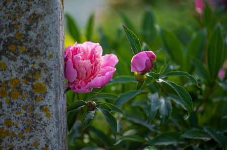 Pink peony flower .の写真素材
