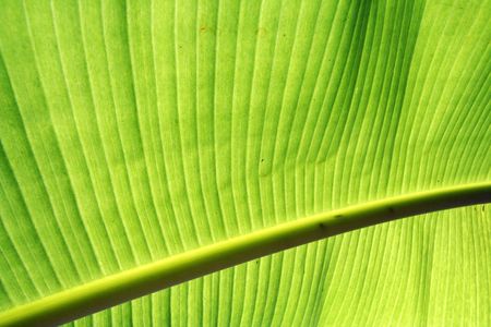 Leafの写真素材