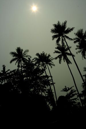 Coconut treesの写真素材