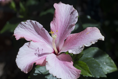 flowerの写真素材