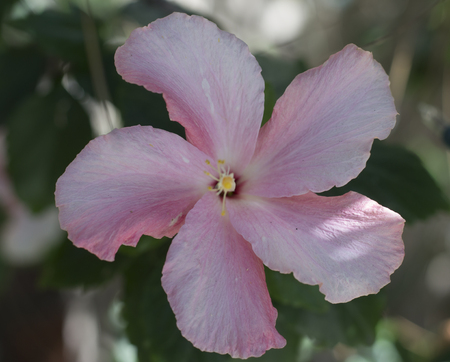 flowerの写真素材