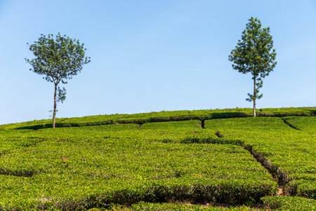 View of tea plantation, after some edits.の写真素材
