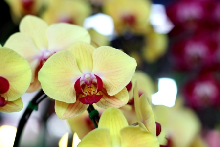 Blooming Orchidsの写真素材