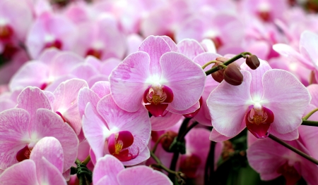 Blooming Orchids in the Gardenの写真素材
