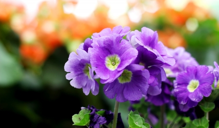 Beautiful flower in the gardenの写真素材