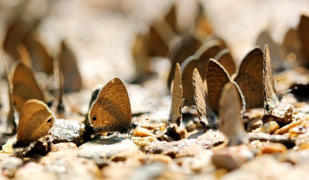Beautiful butterfly in the naturalの写真素材
