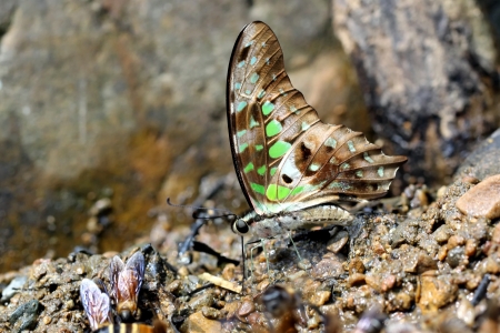 Beautiful butterfly in the naturalの写真素材