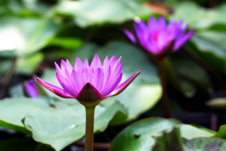 Beautiful lotus flower on waterの写真素材