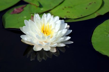 White lotus flower on waterの写真素材