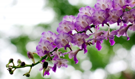 Blooming Orchids in the Gardenの写真素材