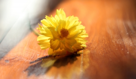 Beautiful flower on the tableの写真素材