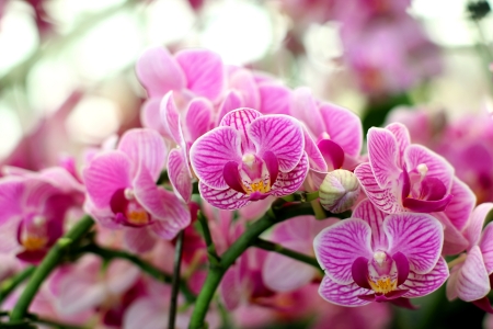 Blooming Orchids in the Gardenの写真素材