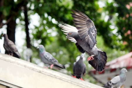 Flying pigeon in the naturalの写真素材