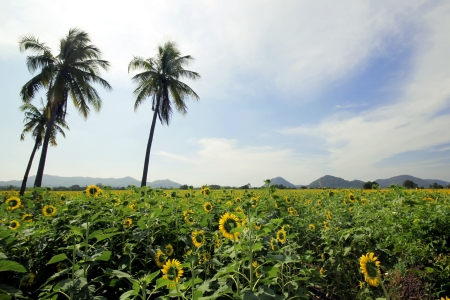 Beautiful Sun flower in the fieldの写真素材
