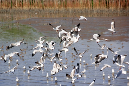 Group of Seagulls Flying over the seaの写真素材