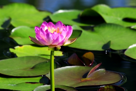 The beautiful Blooming lotus flowerの写真素材
