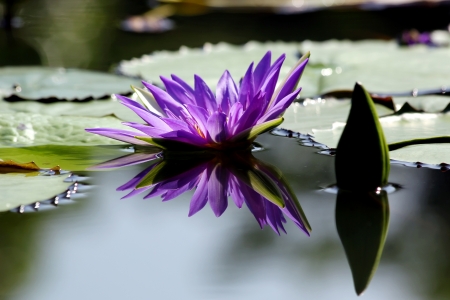Beautiful lotus flower with reflectionの写真素材