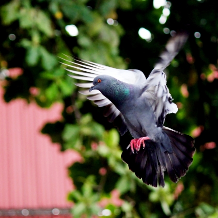 Flying pigeon in the naturalの写真素材