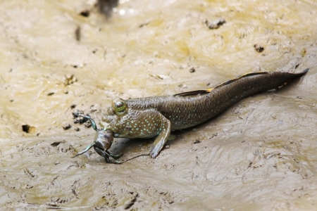 Mudskipper fish eating a crab