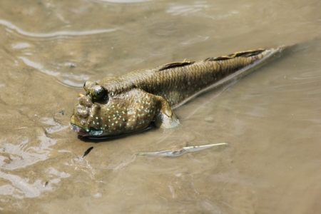 Mudskipper relaxing in the waterの写真素材