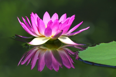 Beautiful lotus flower with reflectionの写真素材