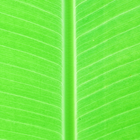 Green leaf as background or texture