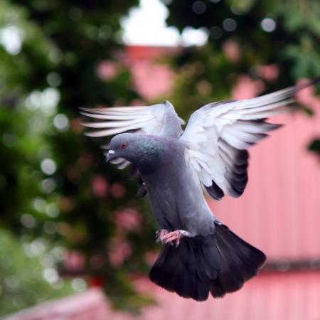 Flying pigeon in the naturalの写真素材