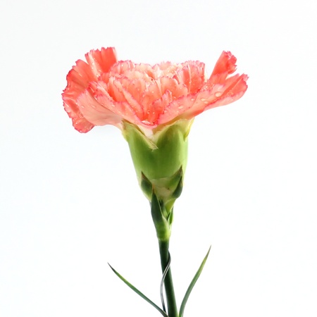 carnation flower isolated on white backgroundの写真素材
