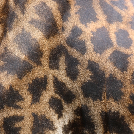 leather skin of giraffe as texturedの写真素材