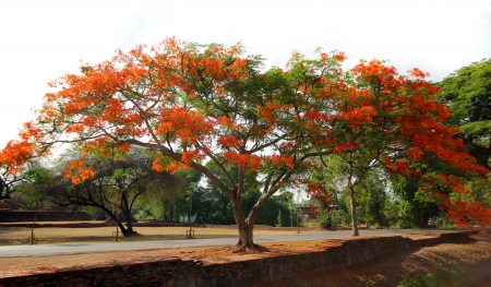 royal poinciana tree along the roadの写真素材