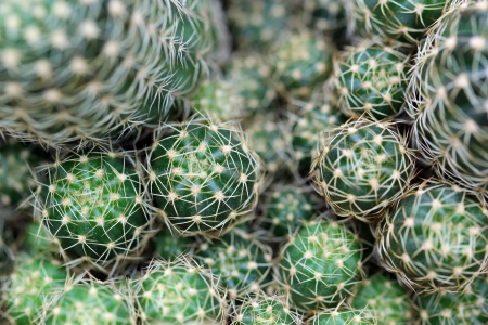 Closeup of the beautiful cactusの写真素材