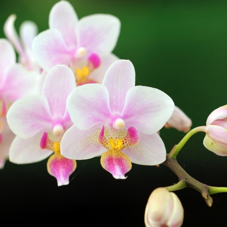 Closeup of the beautiful orchidの写真素材