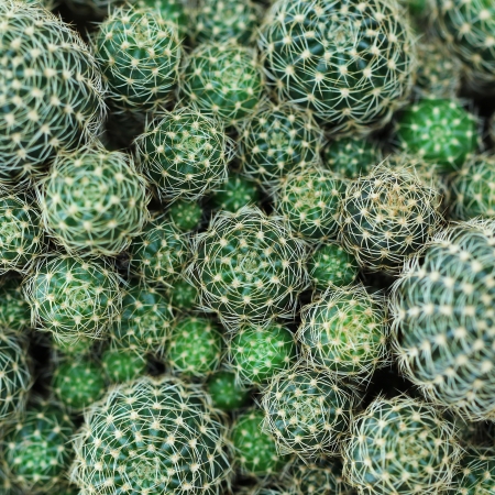 Closeup of the beautiful cactus