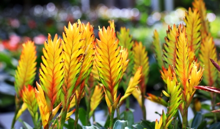 bromeliad or vriesea splendens flowerの写真素材