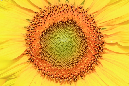 Closeup of the beautiful sunflowerの写真素材