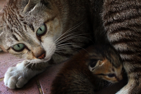 Mother cat and her kidの写真素材