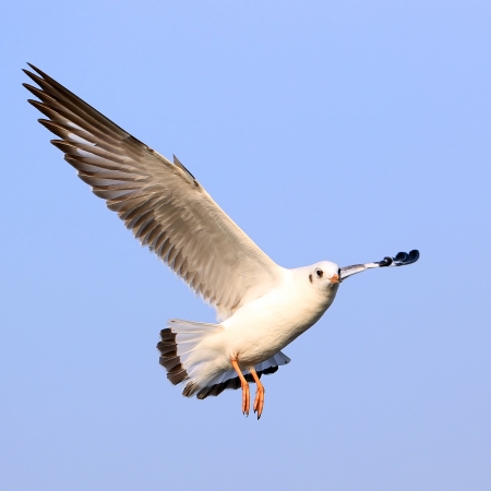 flying seagull on beautiful sky backgroundの写真素材