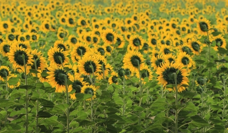 Beautiful Sunflower in the fieldの写真素材