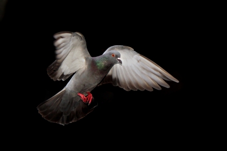 Flying pigeon isolated on black backgroundの写真素材