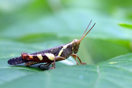 Grasshopper perching on a leaf の写真素材