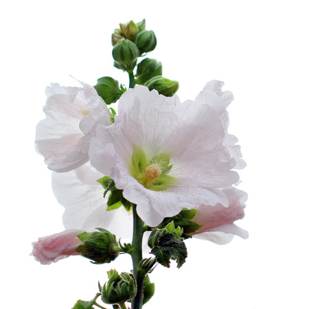 beautiful hollyhock flower isolated on white の写真素材