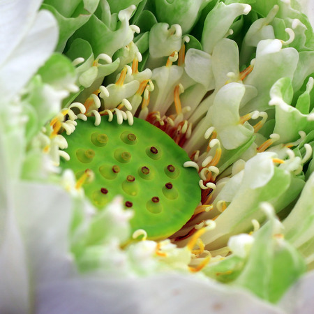 closeup of blooming lotus flowerの写真素材