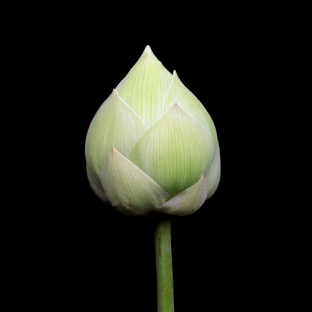beautiful lotus flower isolated on black backgroundの写真素材