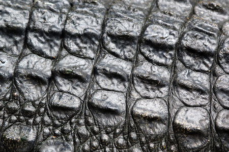 closeup of the crocodile skin の写真素材